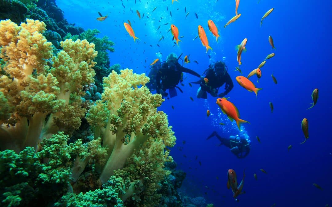 Kovay Gardens Adventures Explains SCUBA Diving In Nayarit 3